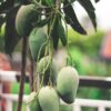 Close-up of unripe mangoes on a tree branch in Dharan, showcasing nature's bounty in Nepal.