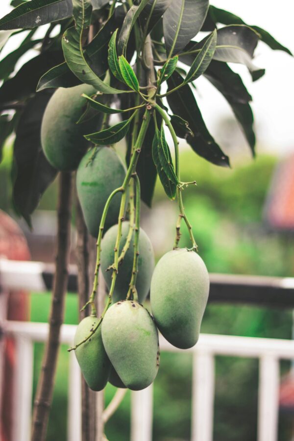 Close-up of unripe mangoes on a tree branch in Dharan, showcasing nature's bounty in Nepal.
